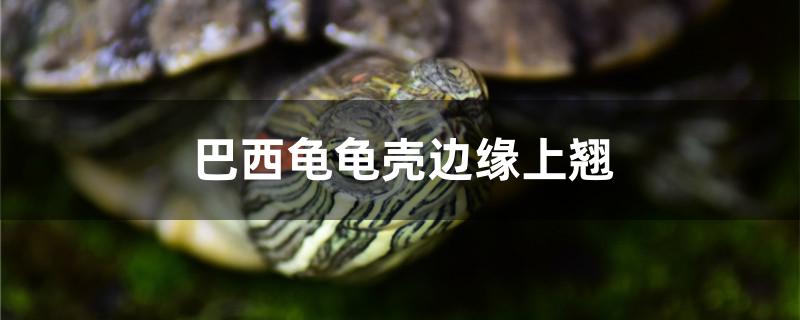 巴西龟龟壳边缘上翘怎么办