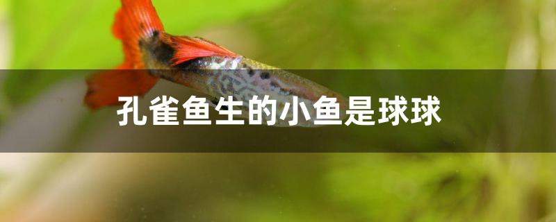 孔雀鱼生的小鱼是球球怎么办
