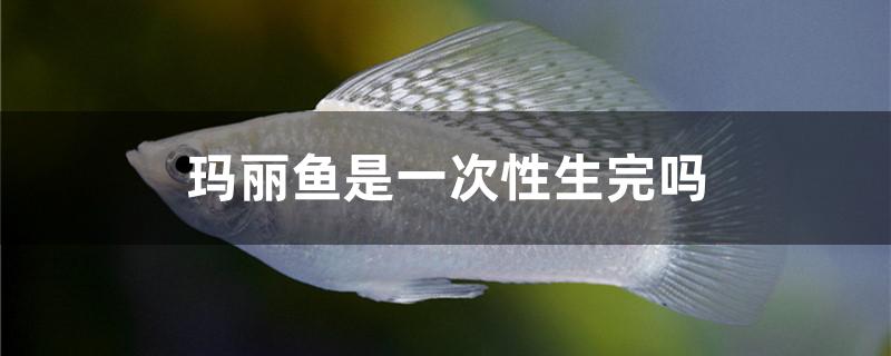 玛丽鱼是一次性生完吗