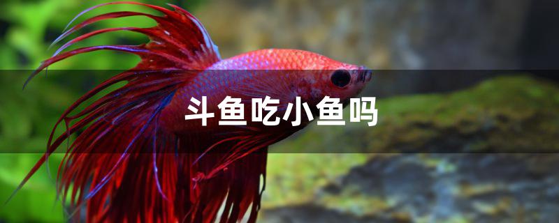 斗鱼吃小鱼吗