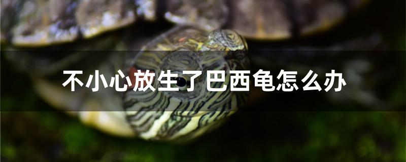 不小心放生了巴西龟怎么办