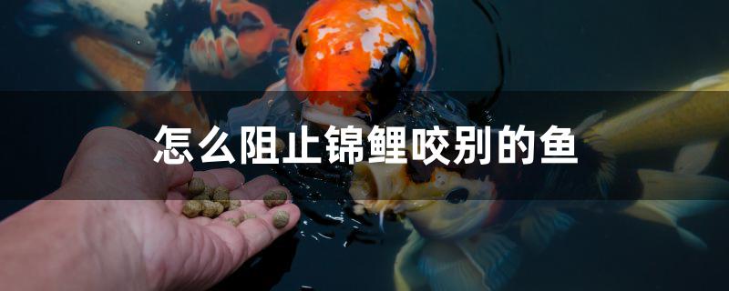 怎么阻止锦鲤咬别的鱼