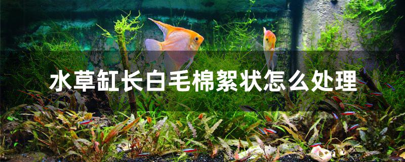 水草缸长棉絮状白毛怎么处理