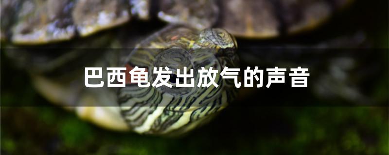巴西龟发出放气的声音怎么回事