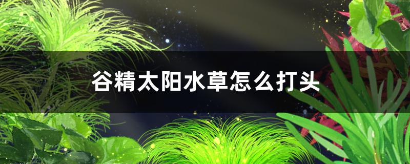 谷精太阳水草可以打头吗，怎么打头