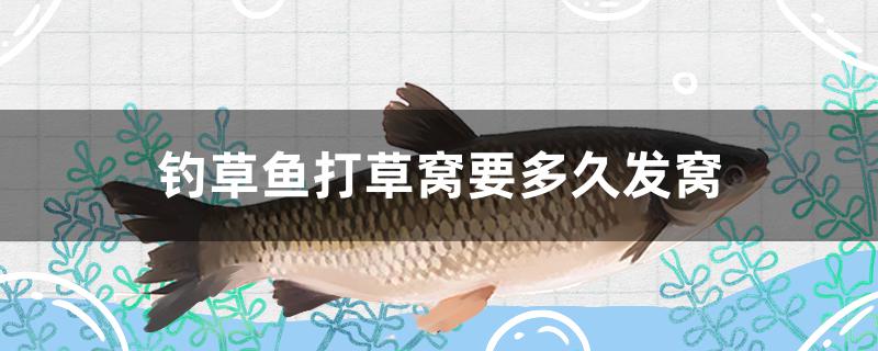钓草鱼打草窝要多久发窝