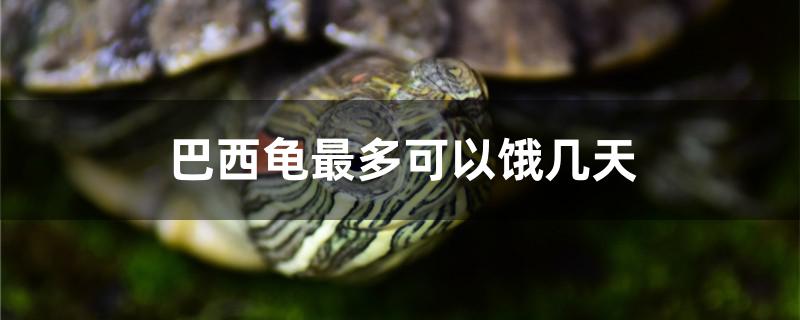 巴西龟最多可以饿几天