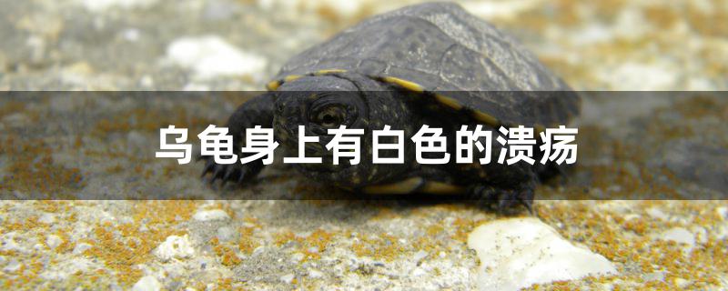 乌龟身上有白色的溃疡怎么办