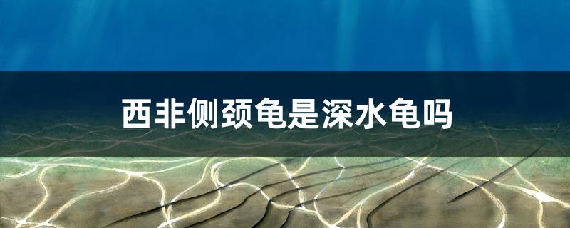 西非侧颈龟是深水龟吗
