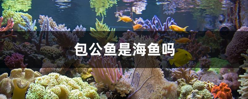 包公鱼是海鱼吗