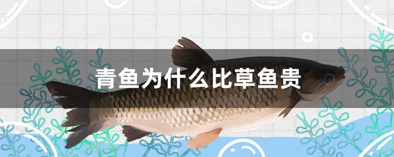 青鱼为什么比草鱼贵