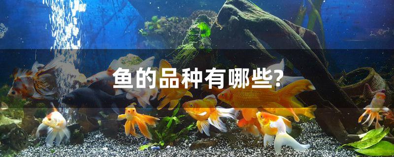 鱼的品种有哪些?