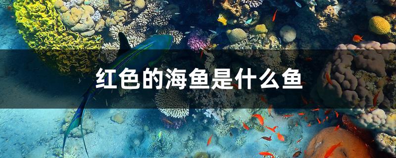 红色的海鱼是什么鱼