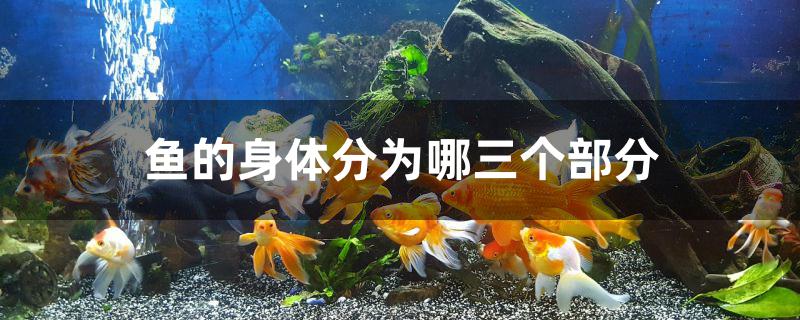 鱼的身体分为哪三个部分