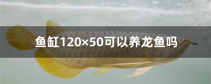 鱼缸120×50可以养龙鱼吗