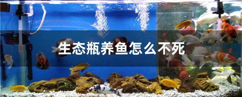 生态瓶养鱼怎么不死