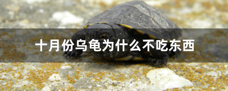 十月份乌龟为什么不吃东西