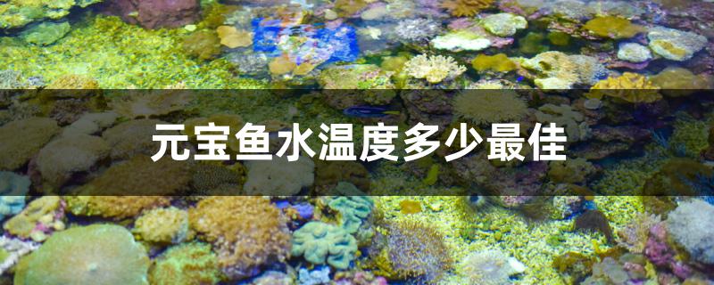 元宝鱼水温度多少最佳