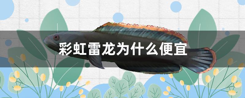 彩虹雷龙为什么便宜