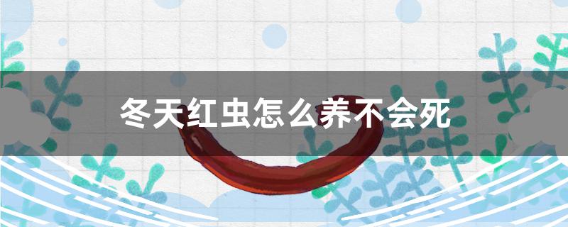 冬天红虫怎么养不会死