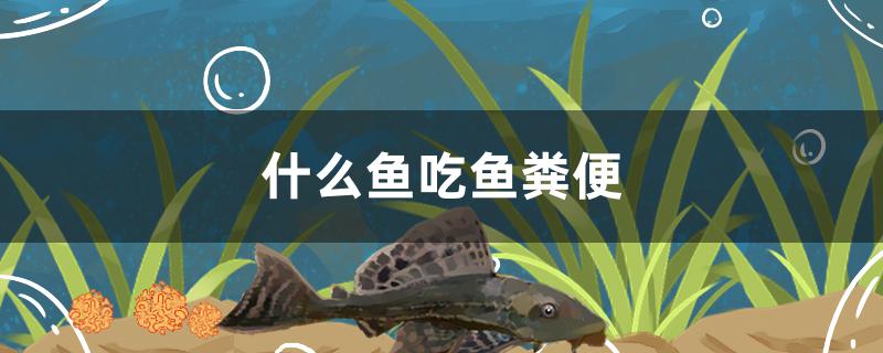 什么鱼吃鱼粪便
