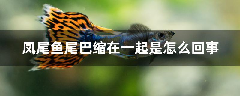 凤尾鱼尾巴缩在一起是怎么回事