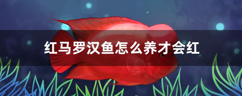 红马罗汉鱼怎么养才会红