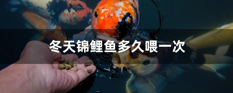 冬天锦鲤鱼多久喂一次