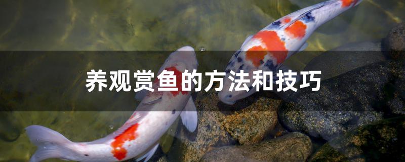 养观赏鱼的方法和技巧