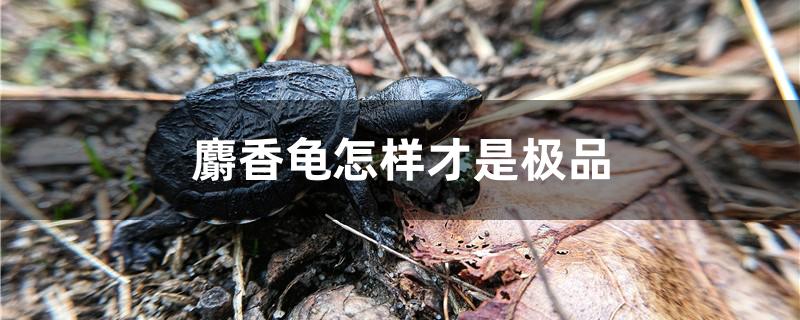 麝香龟怎样才是极品