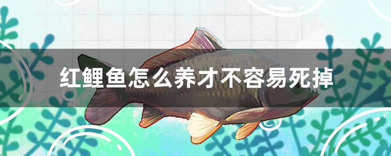 红鲤鱼怎么养才不容易死掉