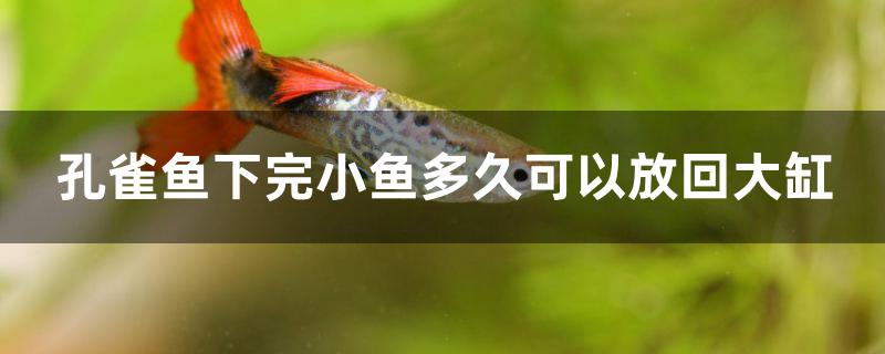 孔雀鱼下完小鱼多久可以放回大缸