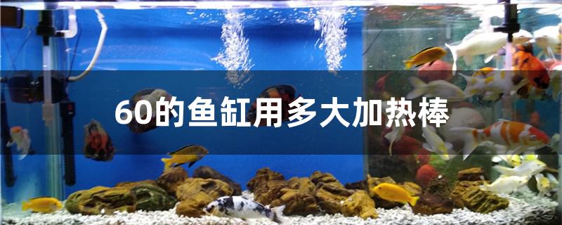60的鱼缸用多大加热棒