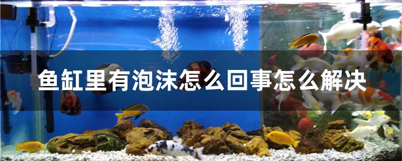 鱼缸里有泡沫怎么回事怎么解决