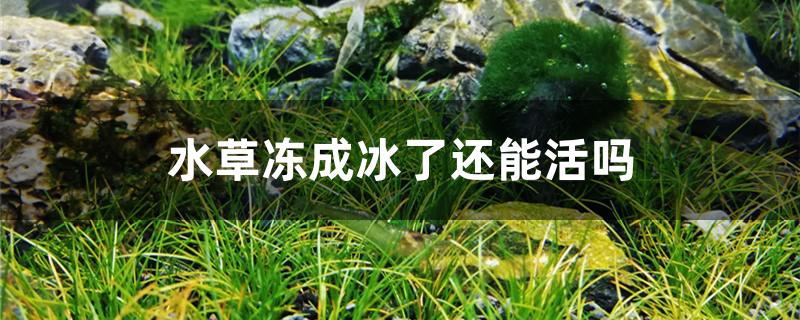 水草冻成冰了还能活吗