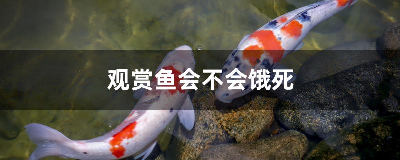 观赏鱼会不会饿死