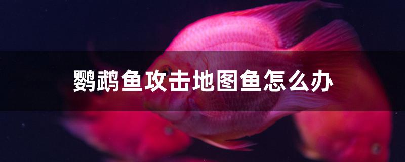 鹦鹉鱼攻击地图鱼怎么办