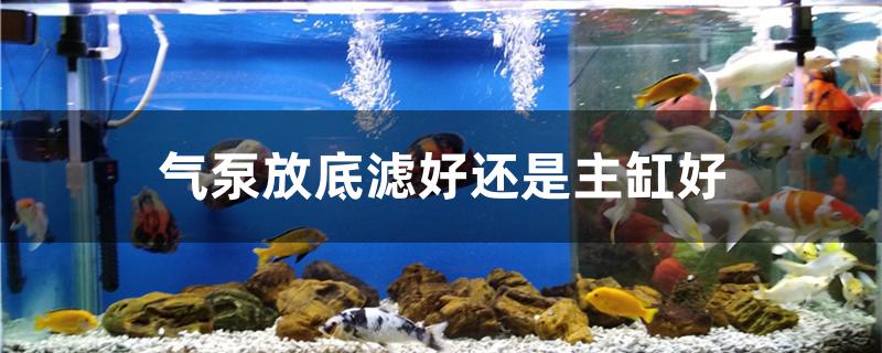 气泵放底滤好还是主缸好