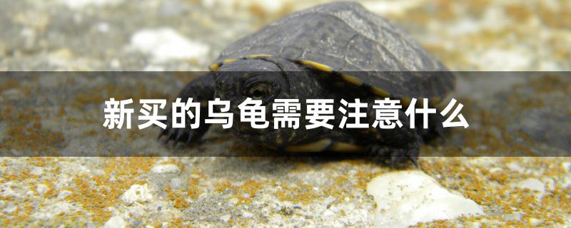 新买的乌龟需要注意什么