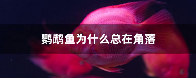 鹦鹉鱼为什么总在角落