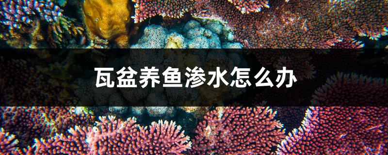 瓦盆养鱼渗水怎么办