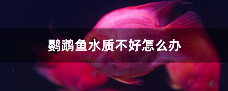 鹦鹉鱼水质不好怎么办
