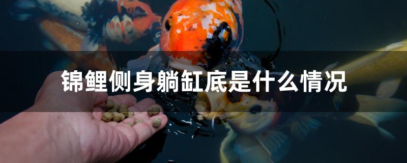 锦鲤侧身躺缸底是什么情况