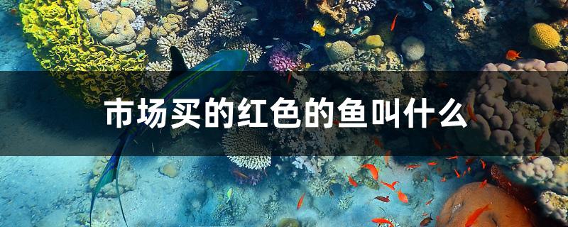 市场买的红色的鱼叫什么