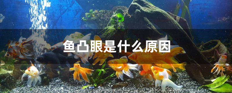 鱼凸眼是什么原因