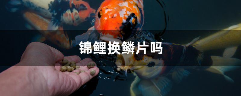 锦鲤换鳞片吗