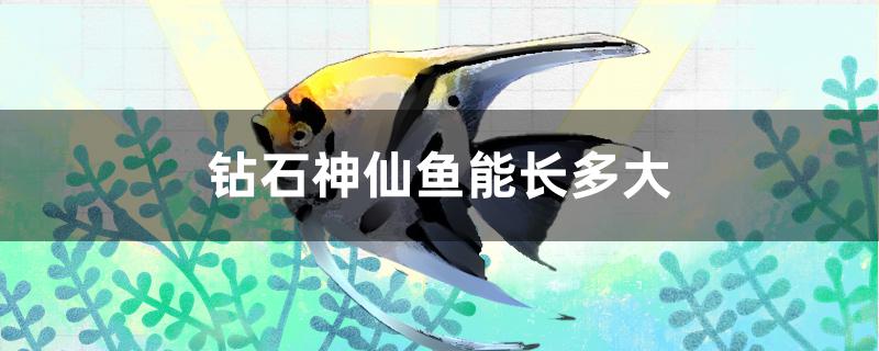 钻石神仙鱼能长多大