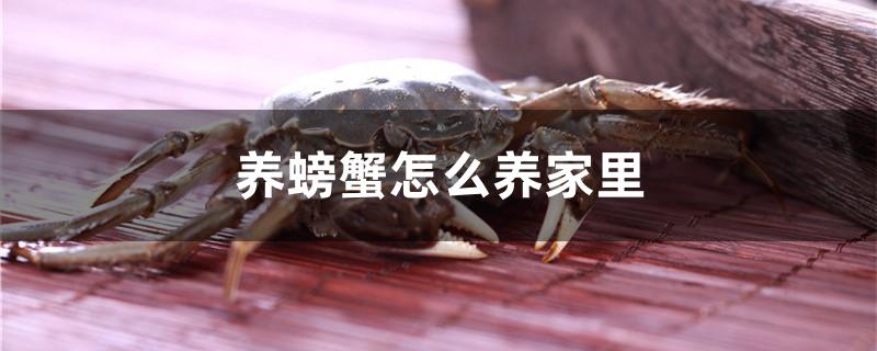 养螃蟹怎么养家里