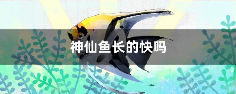 神仙鱼长的快吗