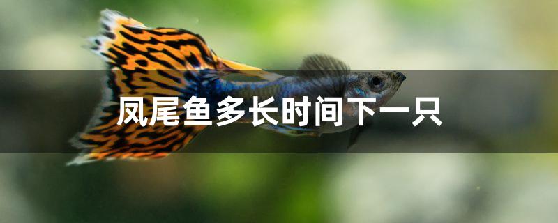 凤尾鱼多长时间下一只